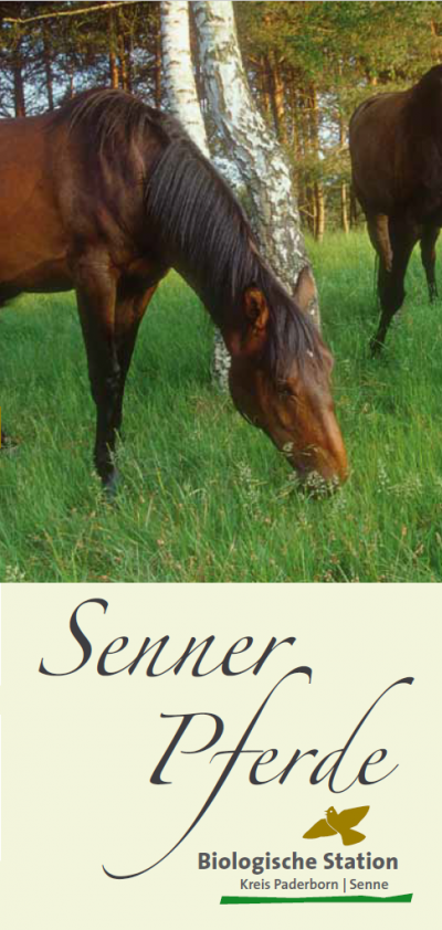 Titelbild Infoflyer Senner Pferde